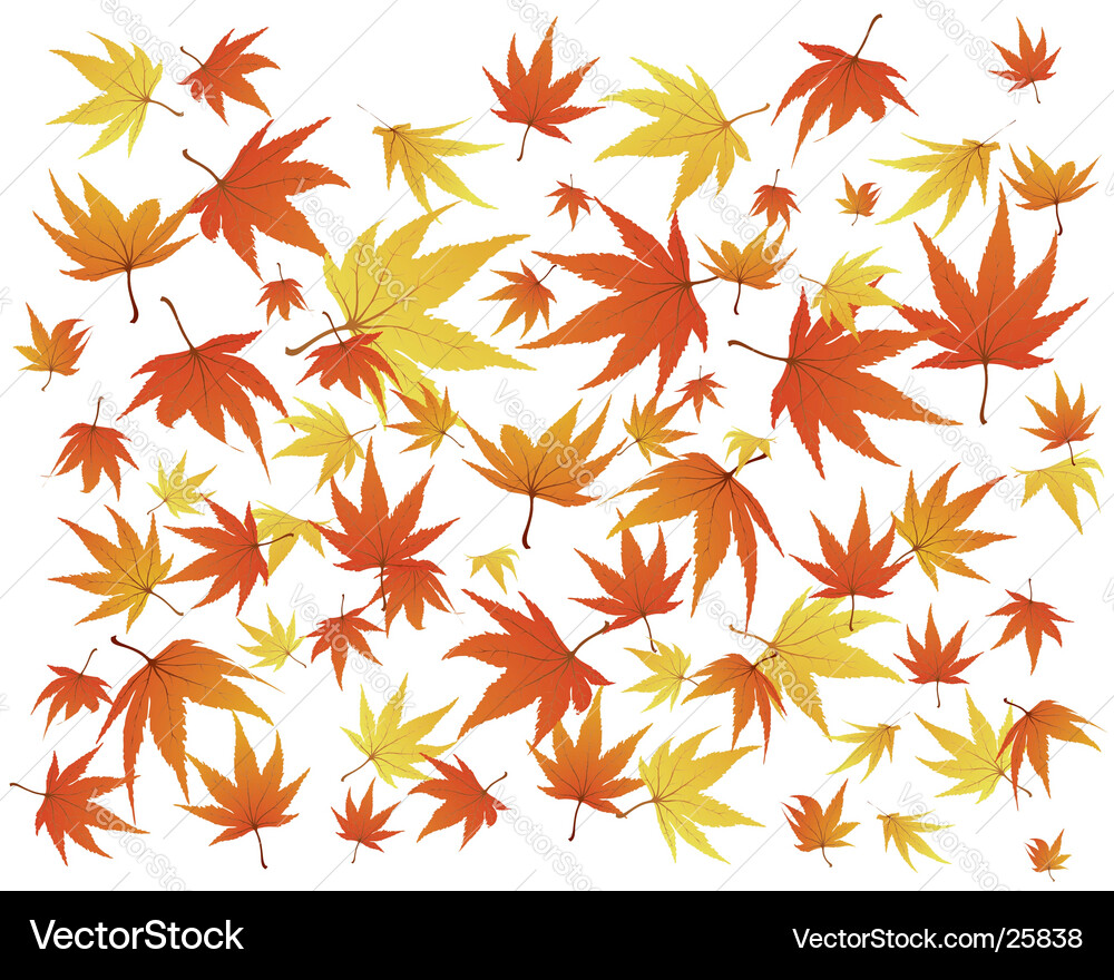 Maple Leaf Pattern vector image