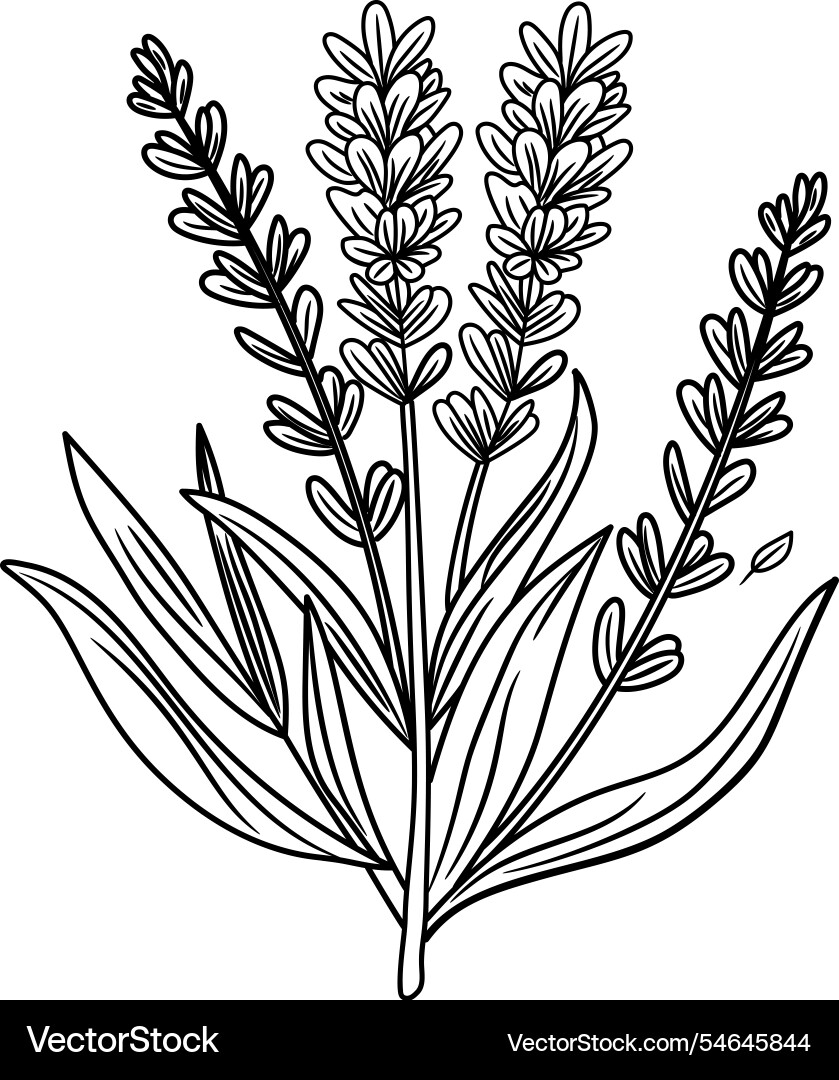 Botanical hand drawn vector image