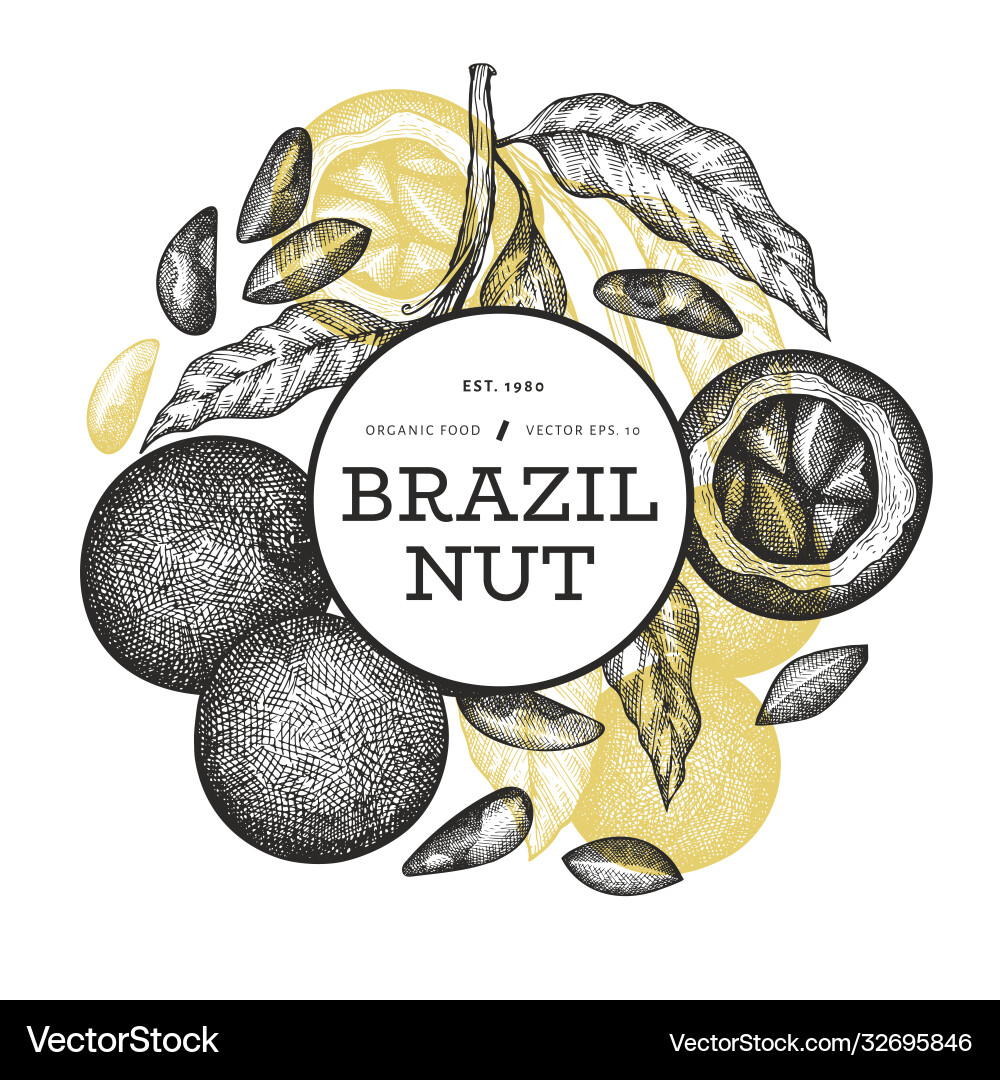 Hand gezogene brasilianische Zweige und Kerne Hand gezogene brasilianische Zweige und Kerne Vektorbild