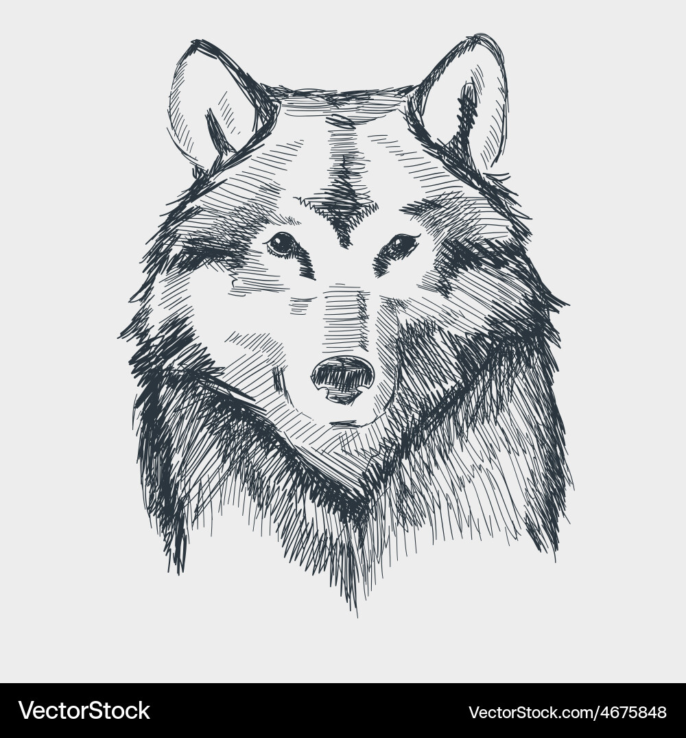 Grunge Wolf Head Sketch Vektorbild