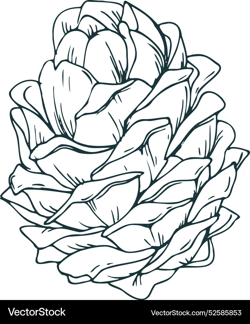 Cedar cone pine large side view line art Cedar cone pine large side view line art vector image