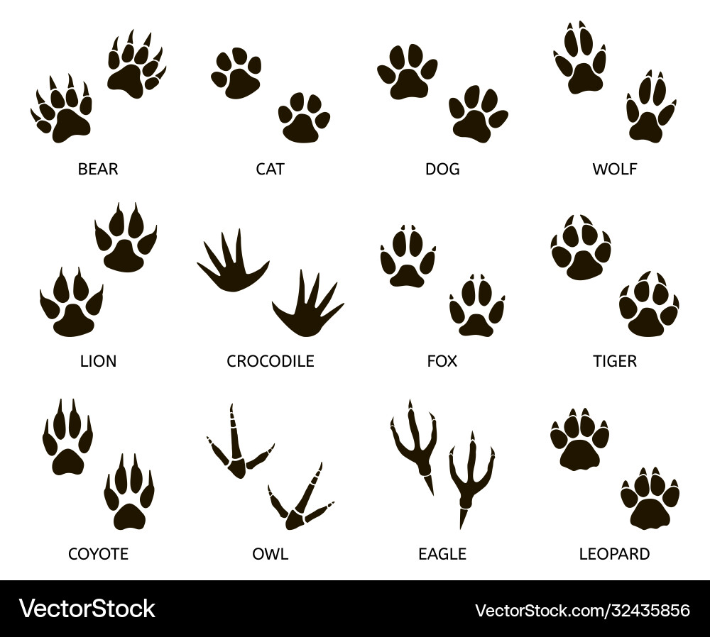 Predator footprint wild animals paw prints cat Predator footprint wild animals paw prints cat vector image
