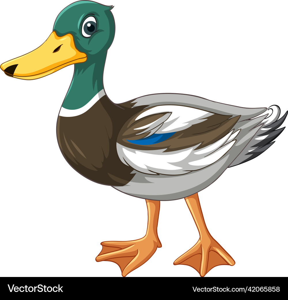 Duck with green head cartoon character vector image