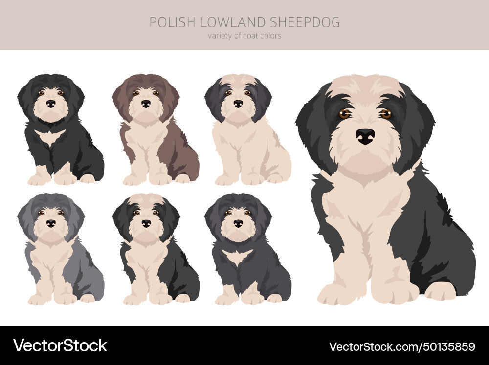 Polish lowland sheepdog puppy clipart different Polish lowland sheepdog puppy clipart different vector image