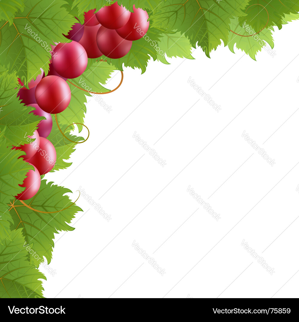 Red Grape Vine Border vector image