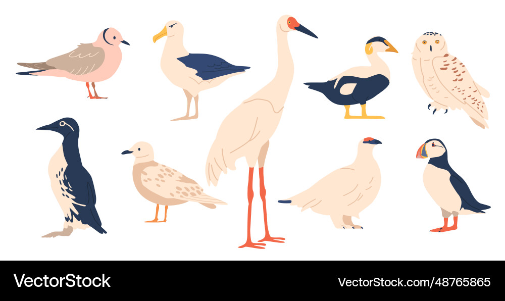 Arctic bird species include puffin snowy owl Arctic bird species include puffin snowy owl vector image