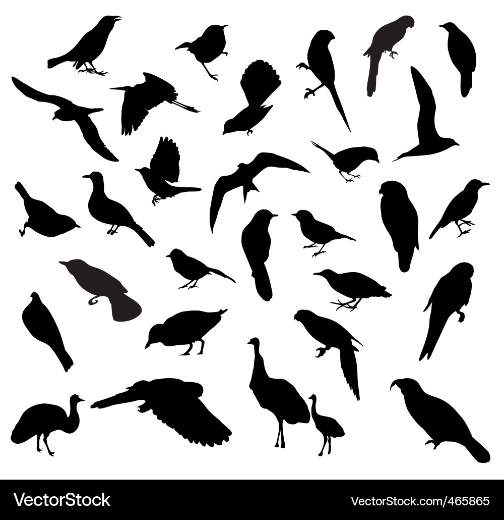 Australian Bird Silhouettes vector image