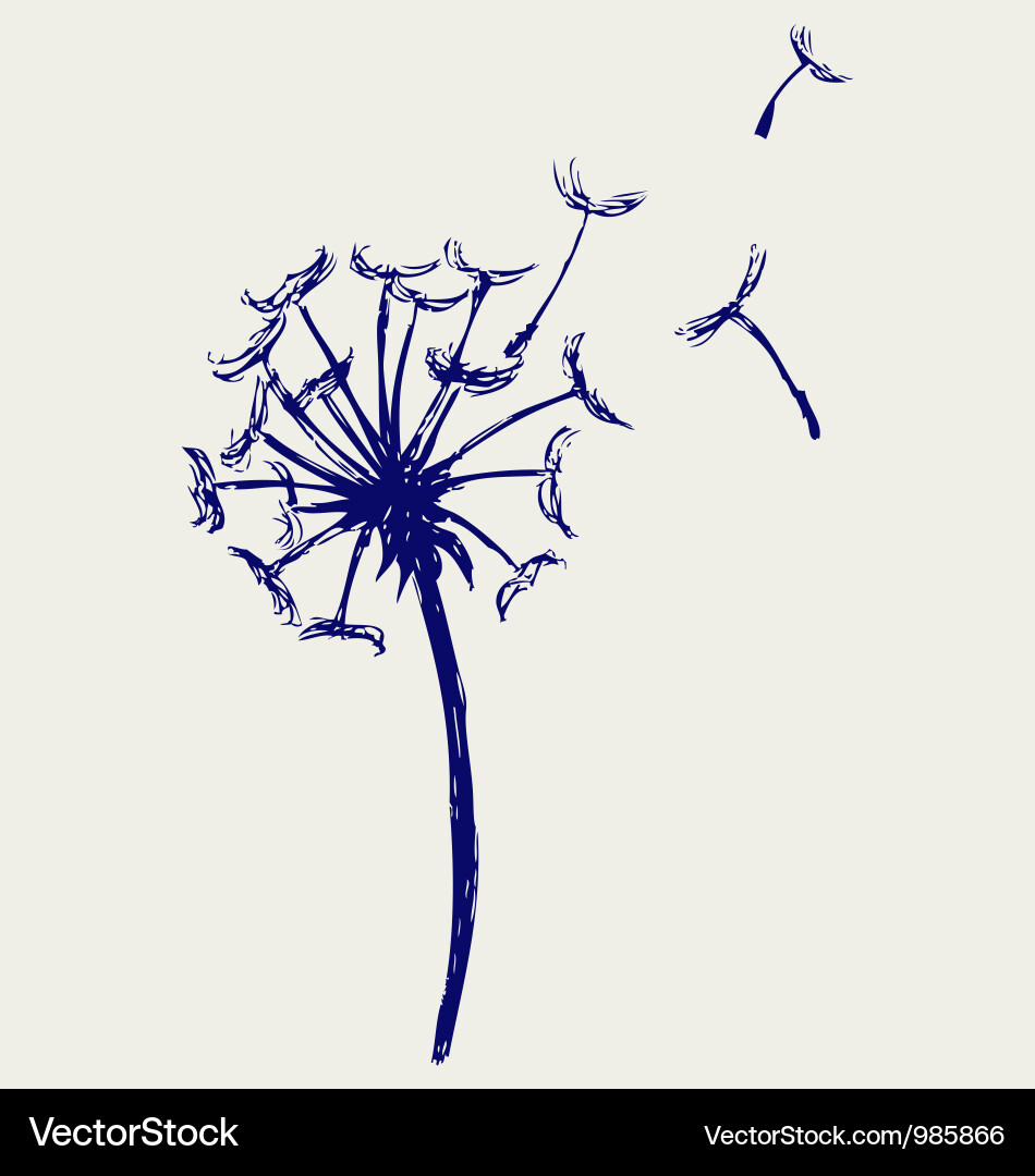 Dandelion Sketch vector image