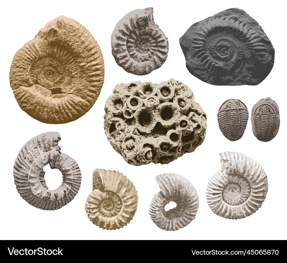 Set of objects sea stone with imprints shells vector image