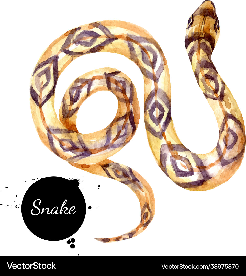 Watercolor snake painted isolated halloween Watercolor snake painted isolated halloween vector image