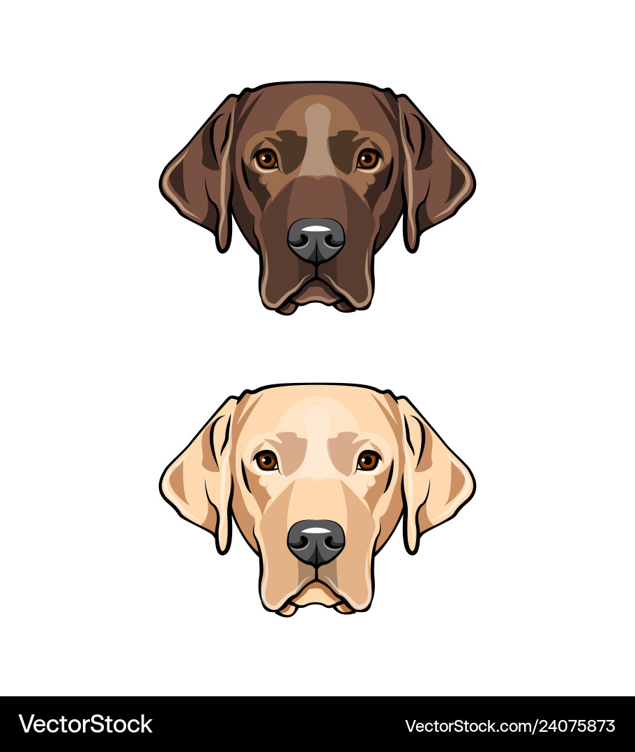 Yellow and black young labrador Royalty Free Vector Image
