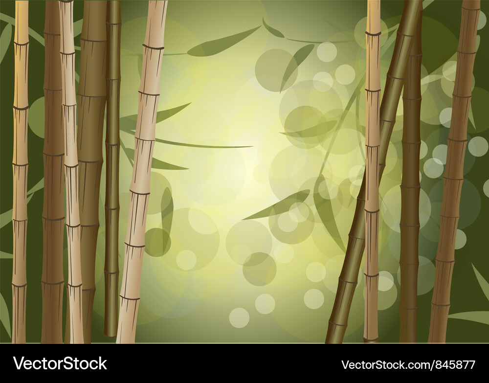 Bamboo Forest Background Vector Image