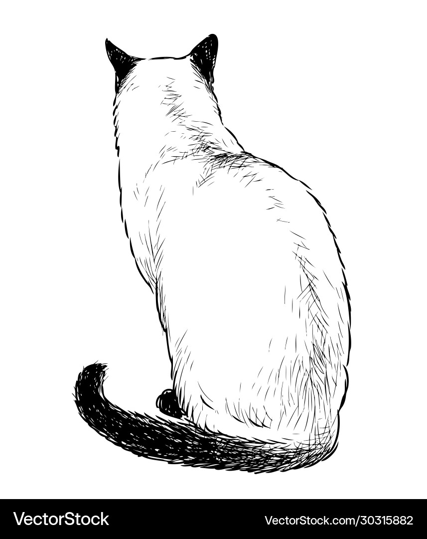 Кот сидит рисунок