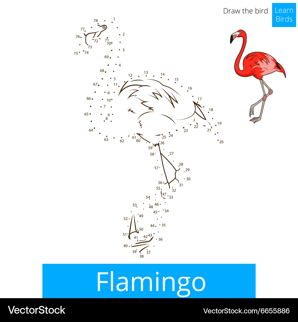 Flamingo bird learn to draw vector image