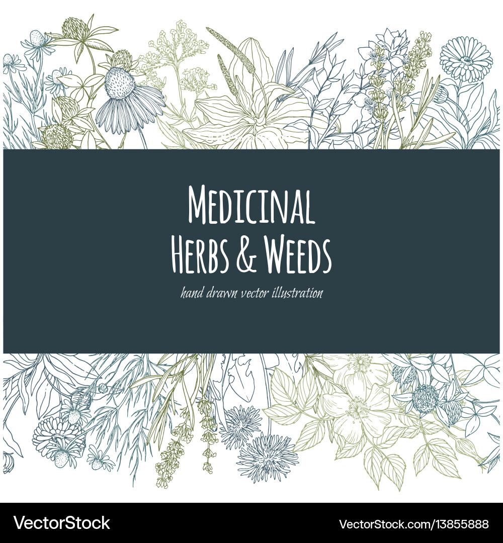 Horizontale Banner mit Farbe medizinische Blumen Horizontale Banner mit Farbe medizinische Blumen vektorbild