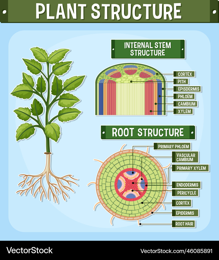 Complex Plants: Organisation and Structure