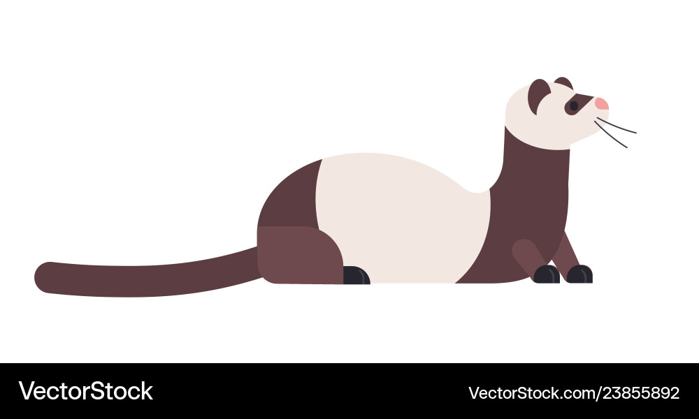Cute domestic ferret or wild polecat adorable Cute domestic ferret or wild polecat adorable vector image