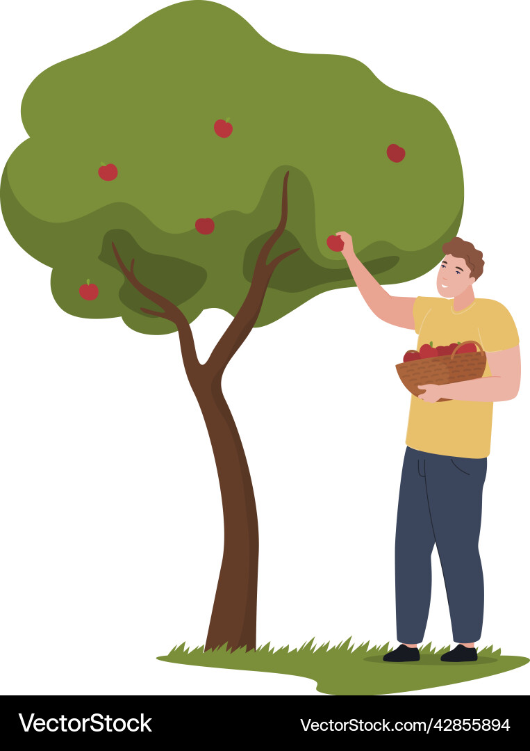 Man picking organic apples from tree into straw Man picking organic apples from tree into straw vector image