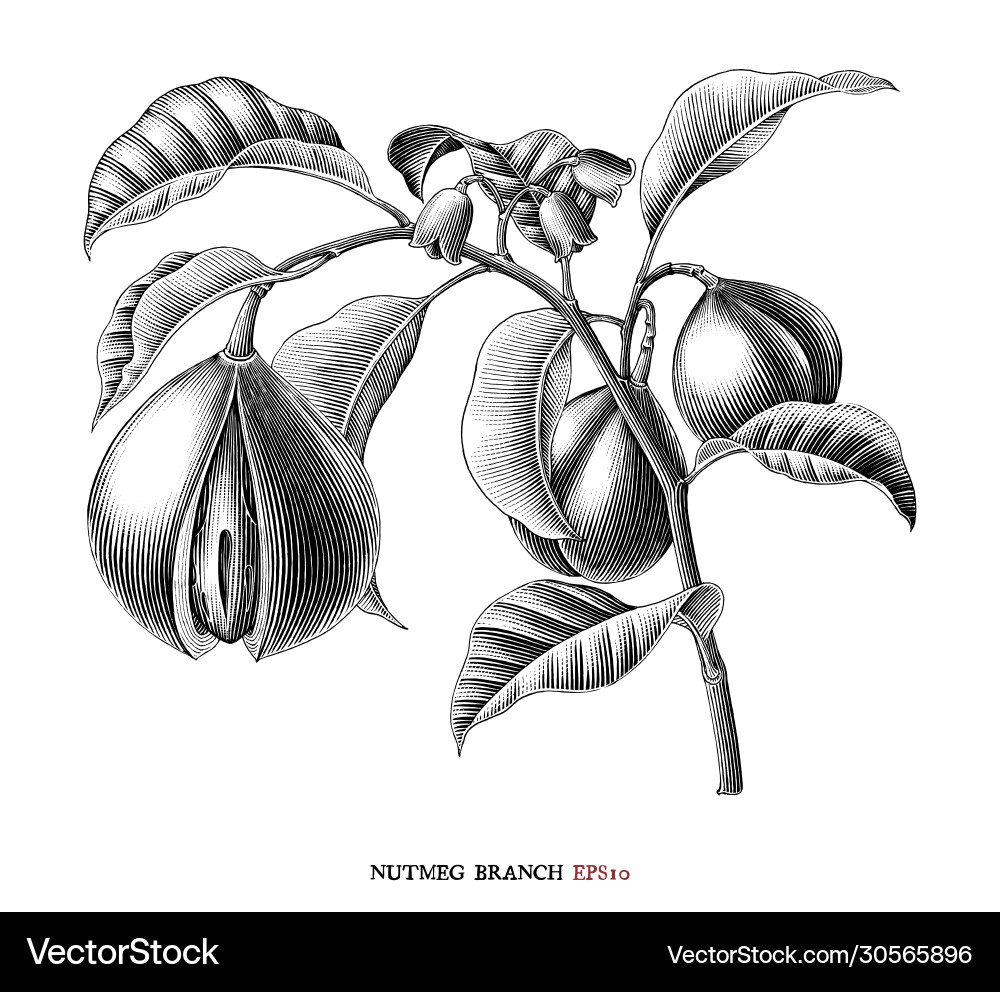 Nutmeg Branch Botanical Print Vector Image