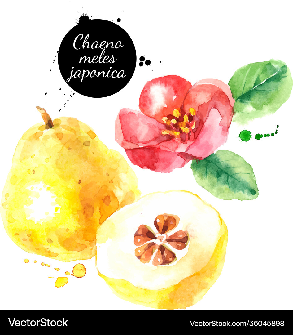 Watercolor chaenomeles japonica painted isolated Watercolor chaenomeles japonica painted isolated vector image