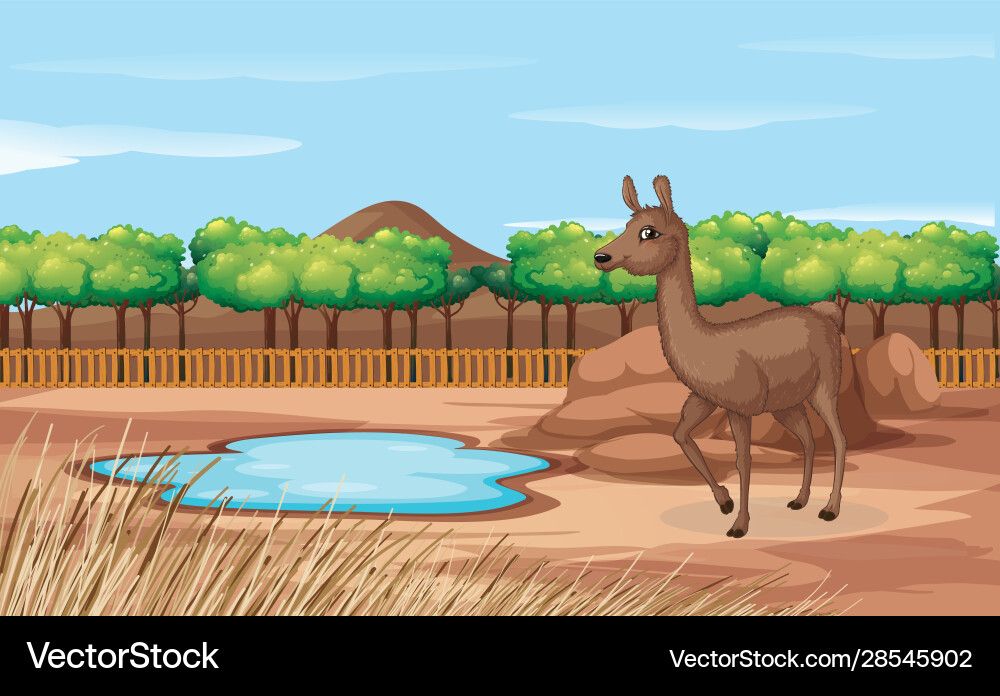 Scene with alpaca in zoo Scene with alpaca in zoo vector image
