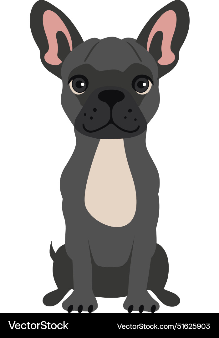 A flat art of french bulldog sitting A flat art of french bulldog sitting vector image