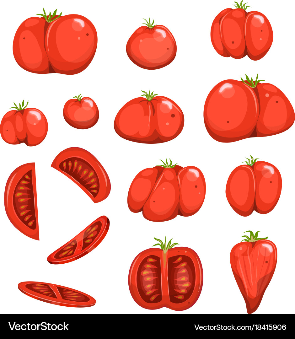 Red tomatoes set Royalty Free Vector Image - VectorStock
