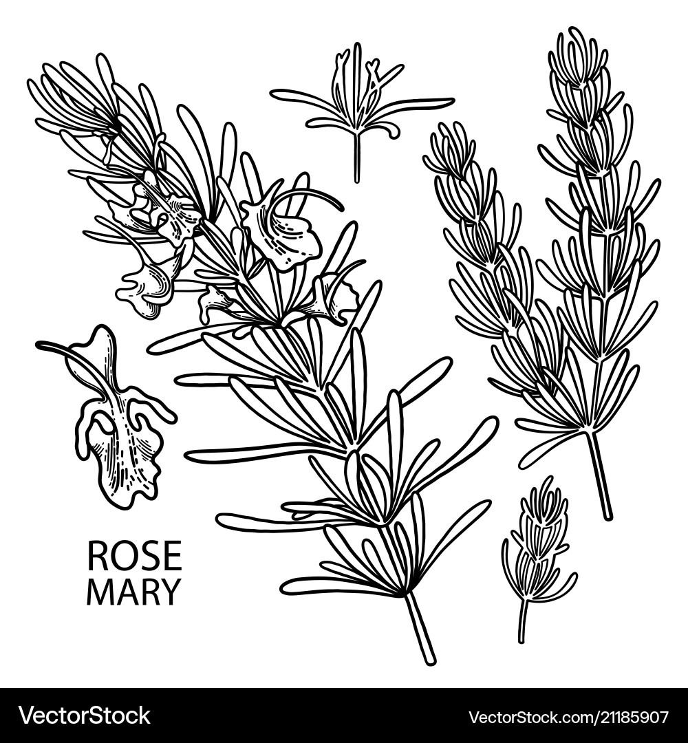 Graphic rosemary set Vector Image