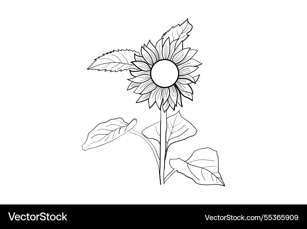 Sunflower coloring pages Vector Image