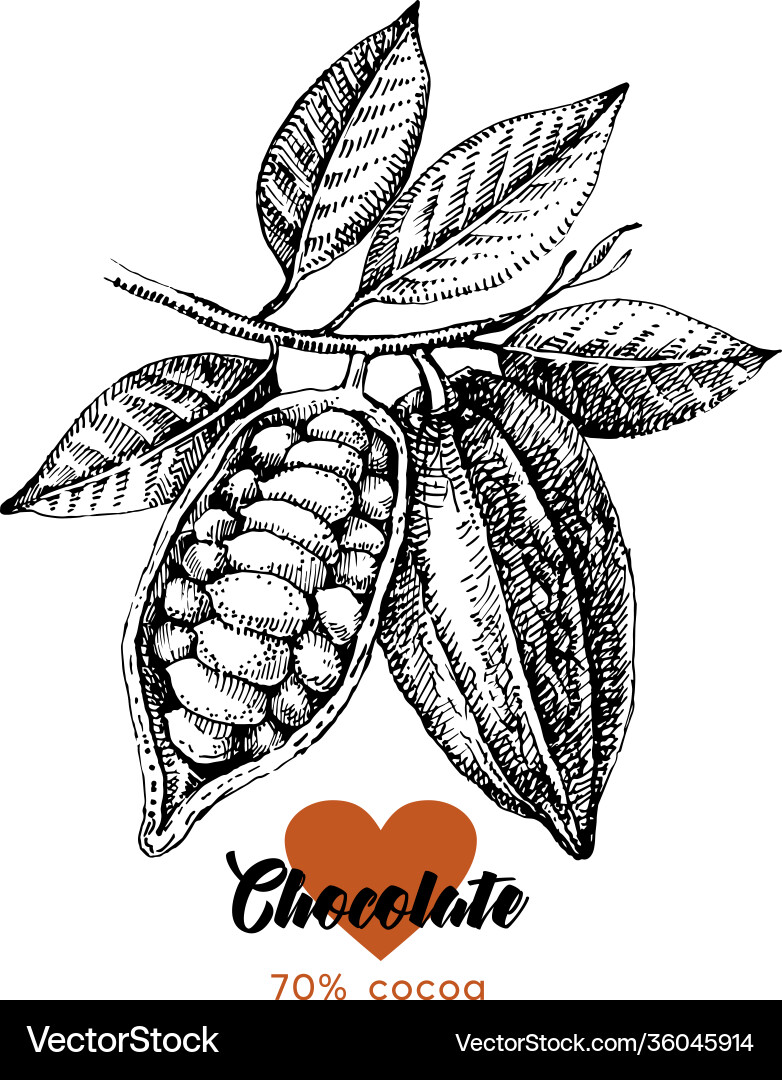 Cocoa Bean Sketch - Chocolate Product Set Vector Image