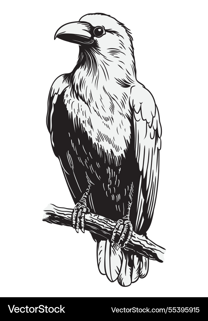 Big black raven on a tree branch Vector Image