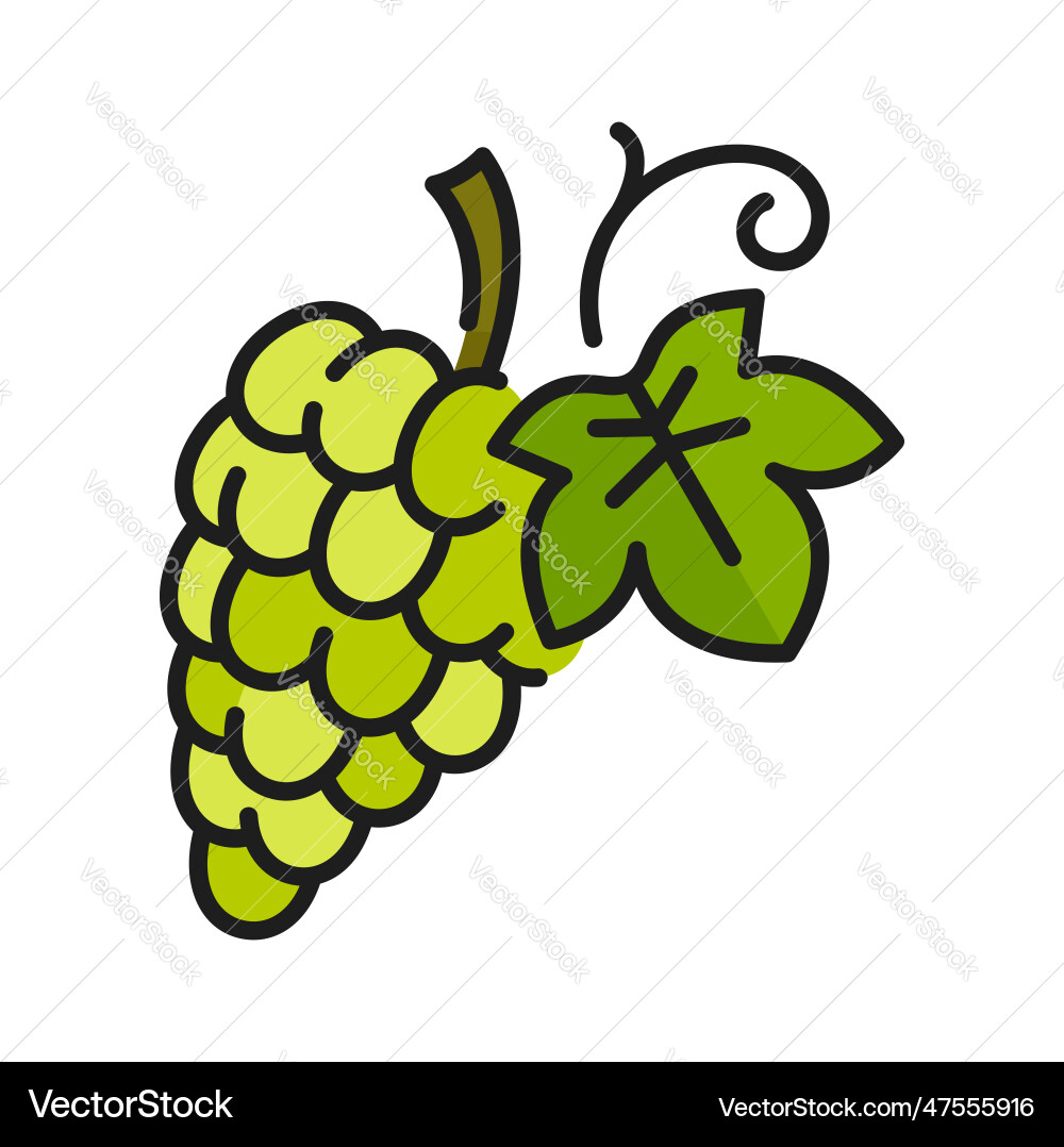 Bunch of grape on stem with leaf color line icon vector image