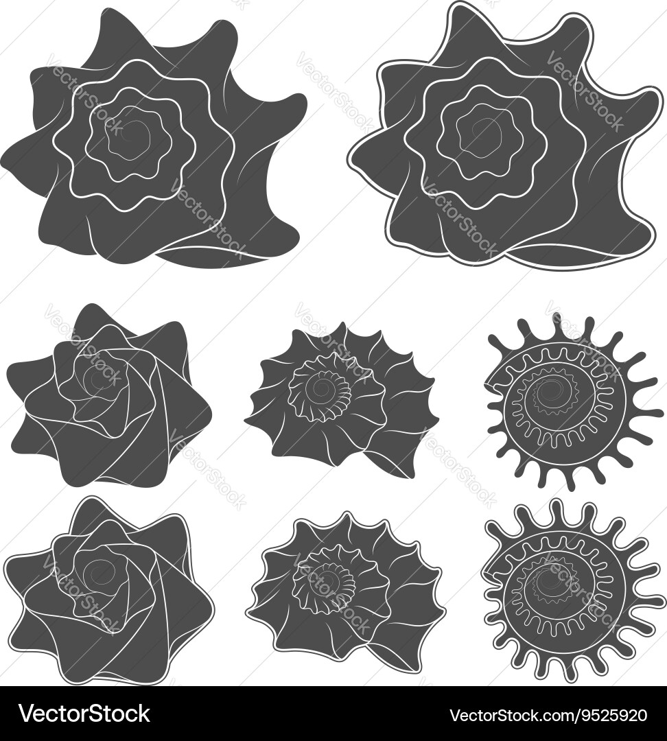 Set of seashells isolated objects vector image