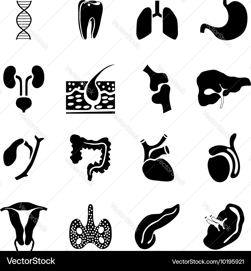 Internal organs icons set simple style Vector Image