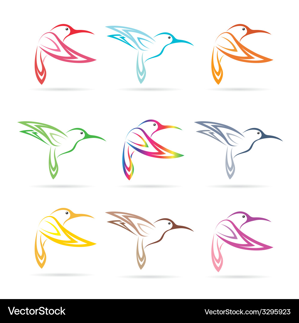 Elegant Hummingbird Collection Vector Image