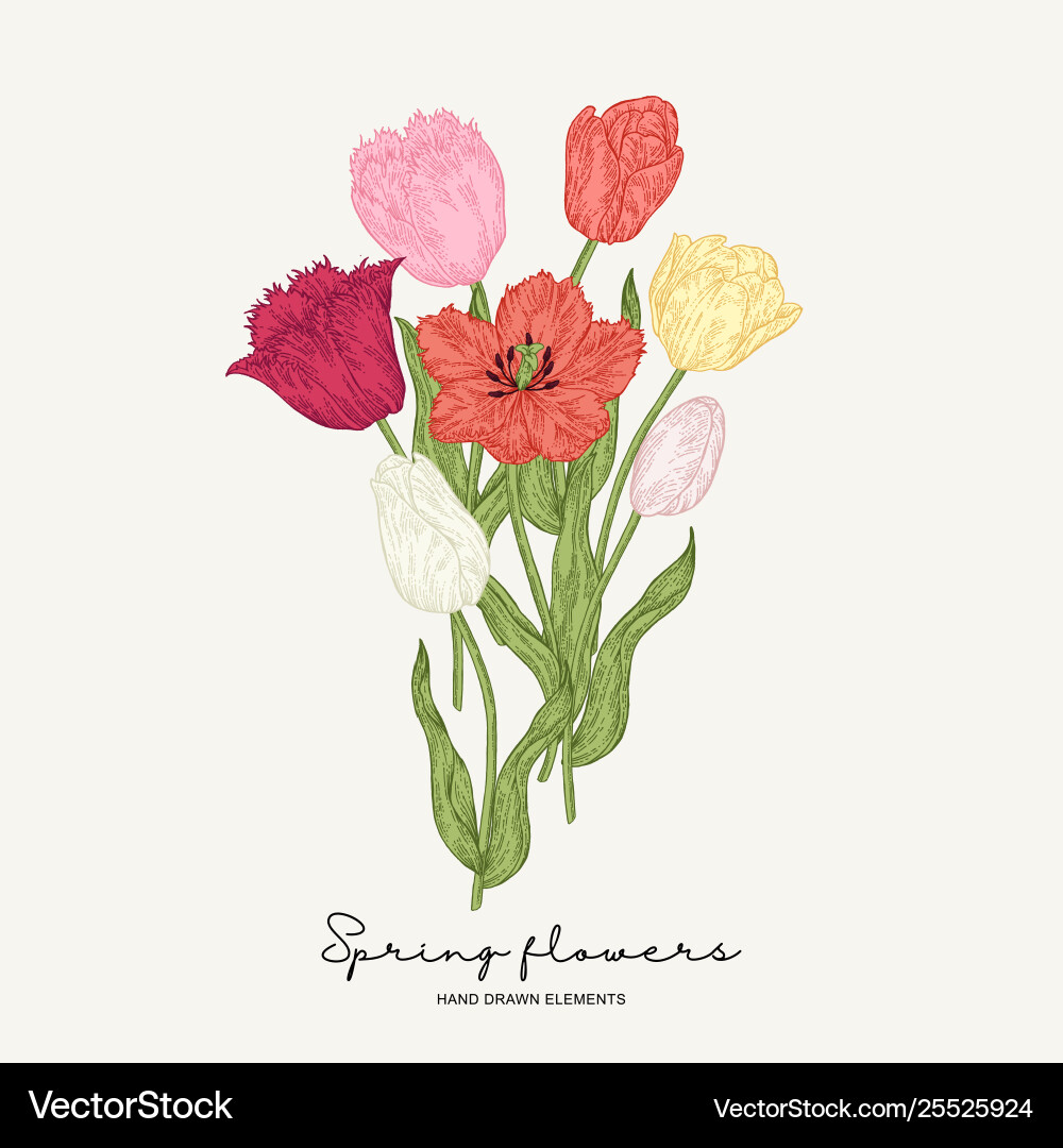 Red yellow and pink tulips bouquet spring Red yellow and pink tulips bouquet spring vector image