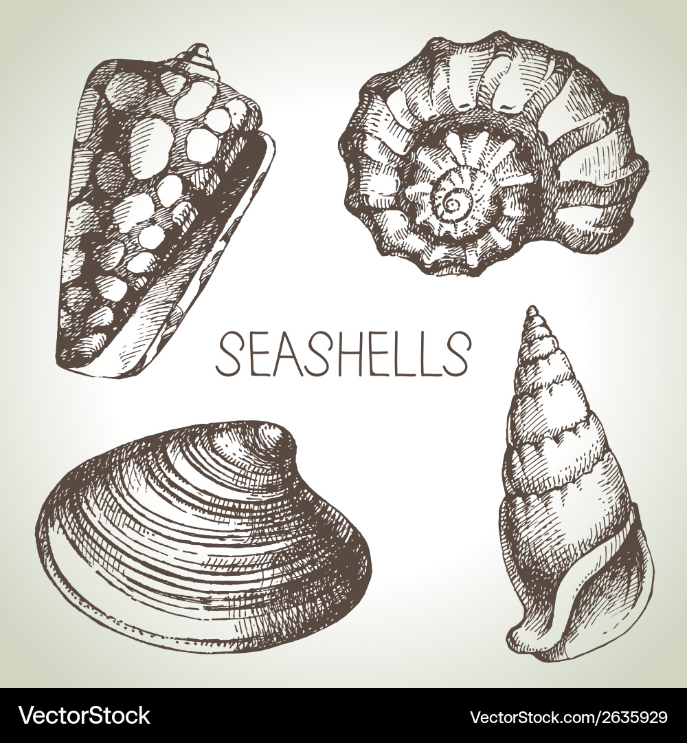 Seashells hand drawn set sketch design elements Vector Image