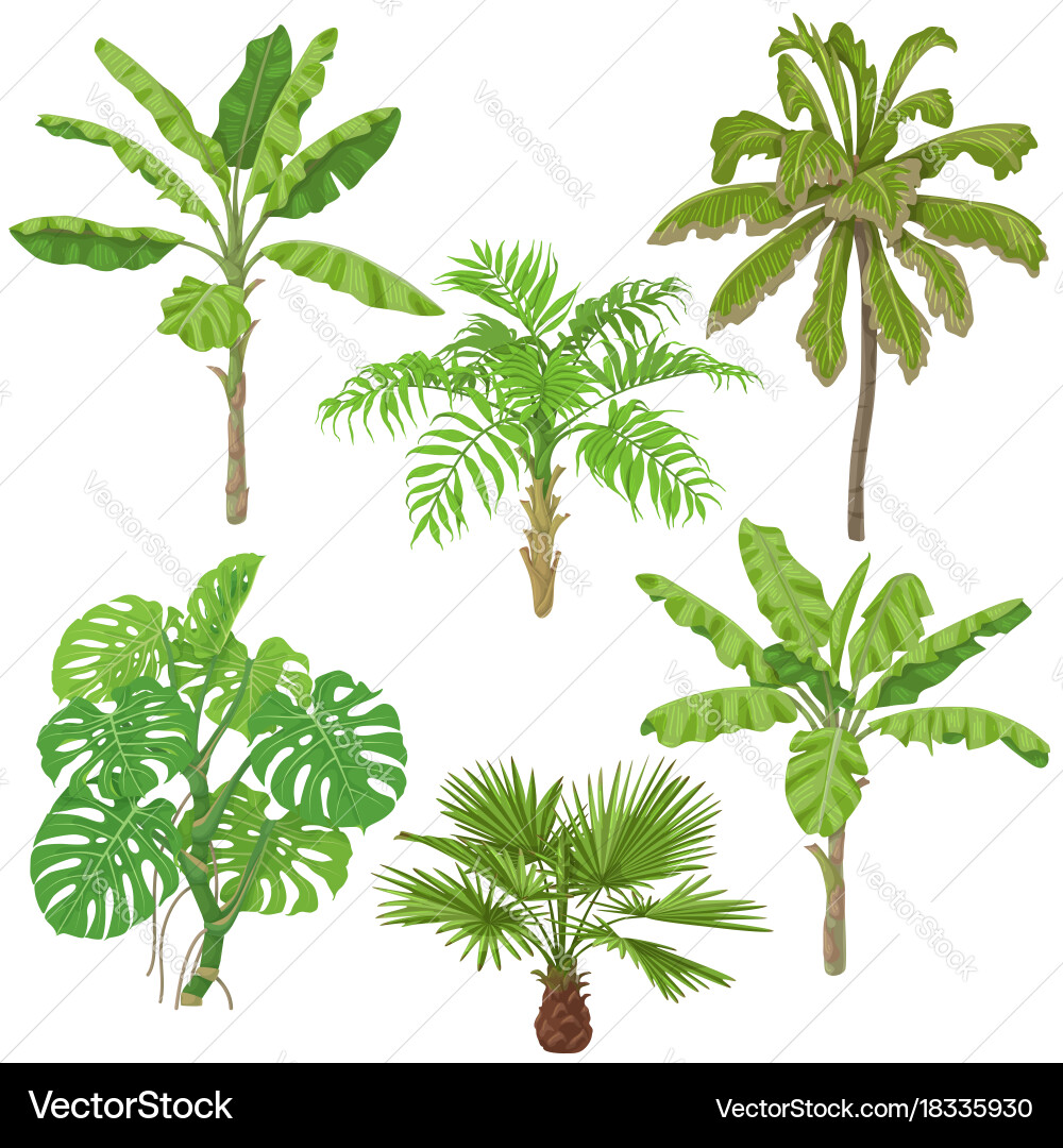Tropical Plant Collection Vector Image