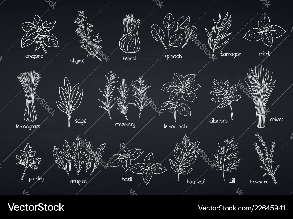 Popular culinary herbs Popular culinary herbs vector image