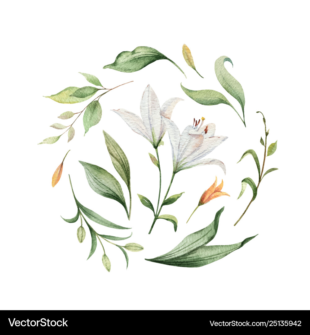 Watercolor Lily Floral Arrangement Vector Image