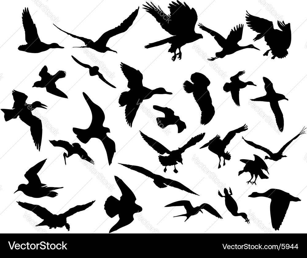 Silhouetted Birds in Flight vector image