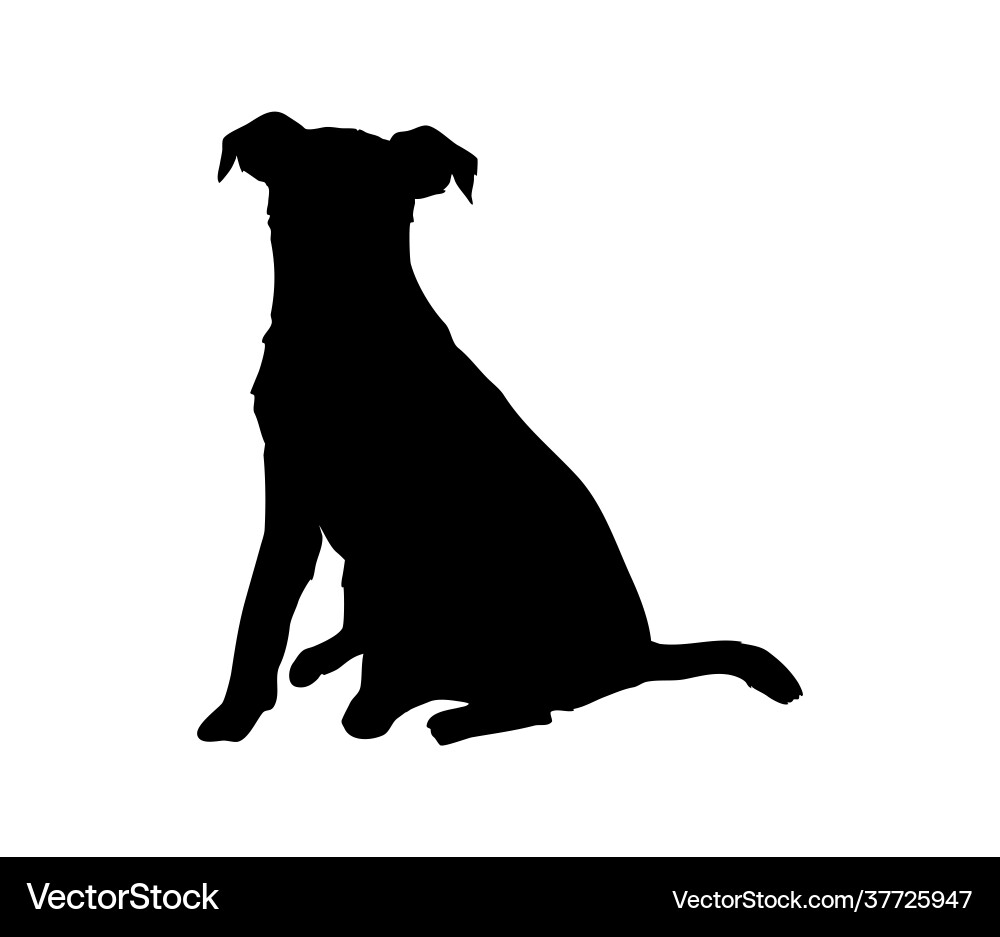 Cute jack russell terrier silhouette a hunting Cute jack russell terrier silhouette a hunting vector image