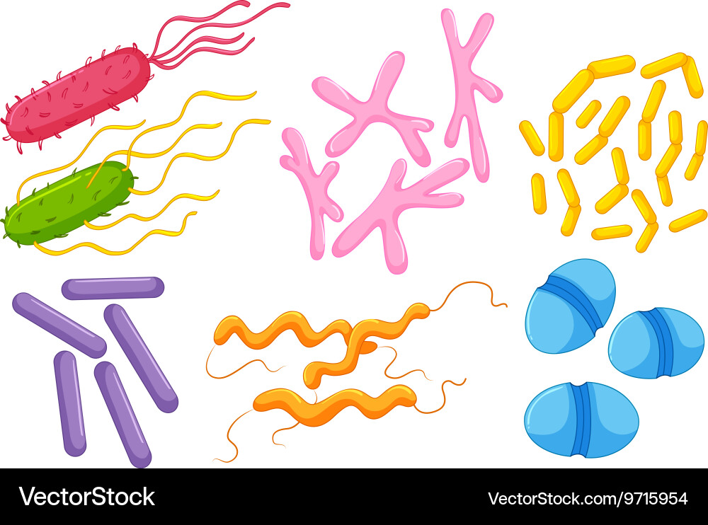 Different types of bacteria in intestines vector image
