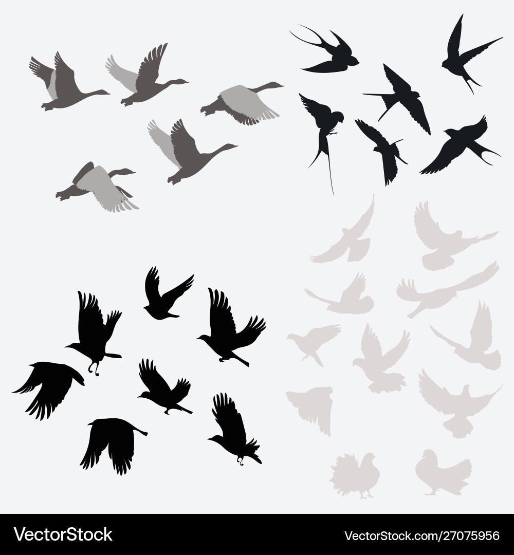 Bird Silhouettes - Flock Collection Vector Image
