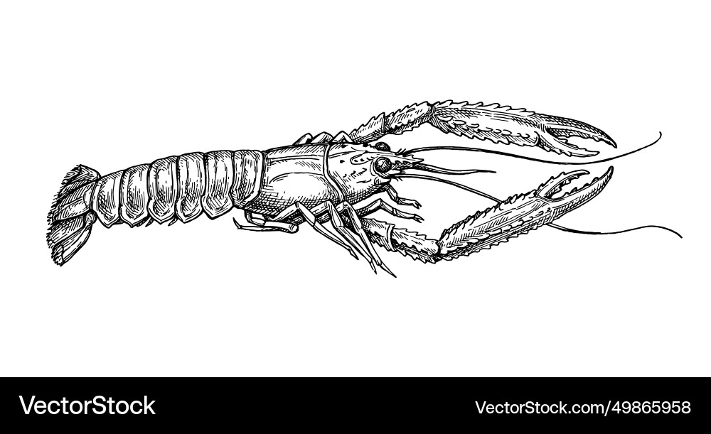 Norwegian lobster ink sketch vector image