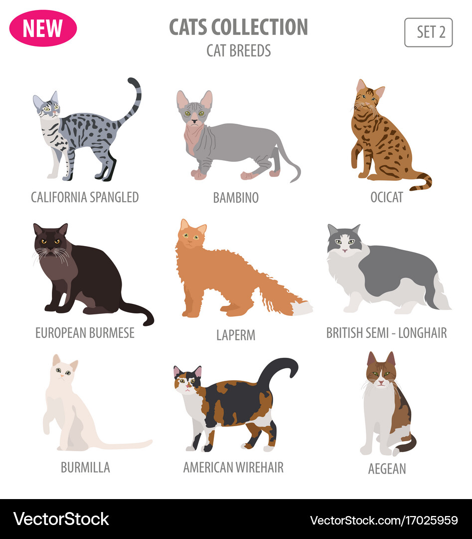 Are There Different Cat Breeds: Discover Unique Feline Types!