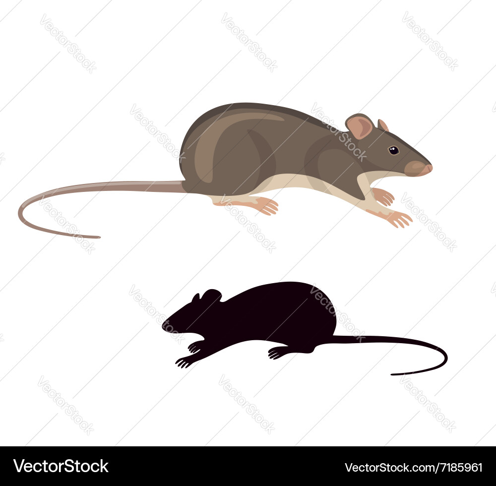 Mouse Silhouette and Colored Rodent vector image
