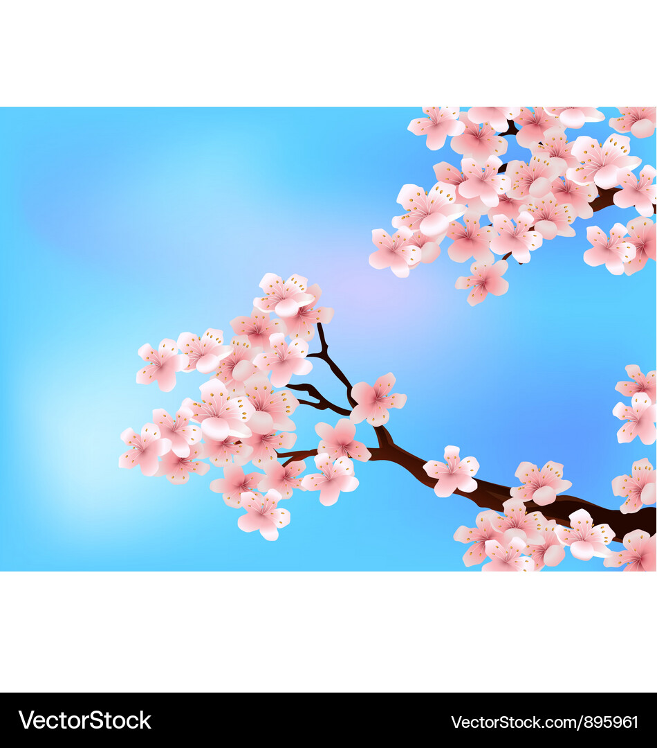 Rosa Kirschblüten Frühling Vektorbild