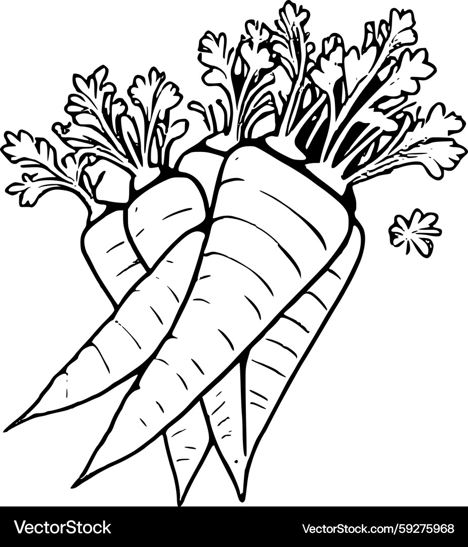 Fresh Carrots Bunch Outline – Royalty-Free Vector | VectorStock, image size:925x1080