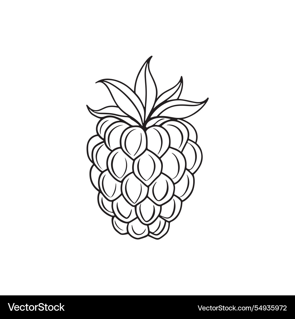 Raspberry fruit isolated continuous line art flat Raspberry fruit isolated continuous line art flat Vector Image